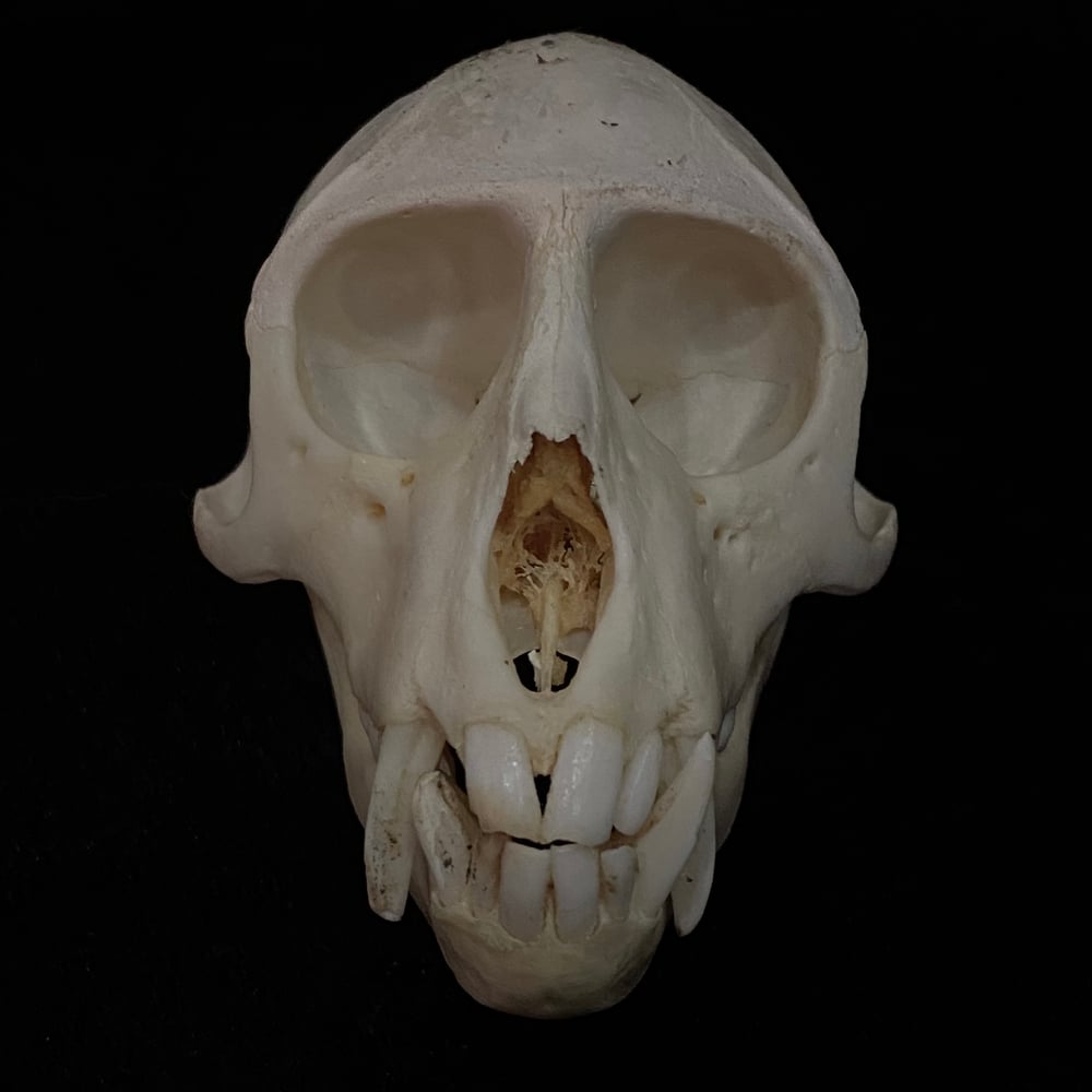 Image of Monkey Skull 