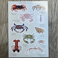 Saltwater Crustaceans 🦀