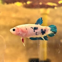 Image of Galaxy Tiger Koi HMPK