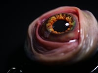 Image 16 of Handmade Realistic Eye Badge Reel Keychain