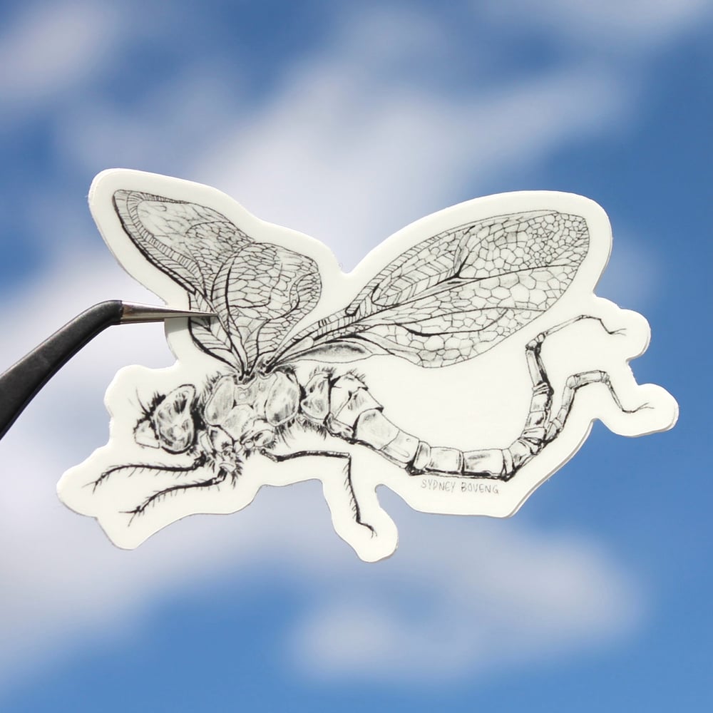 Image of Two- Tailed Dragonfly Vinyl Sticker