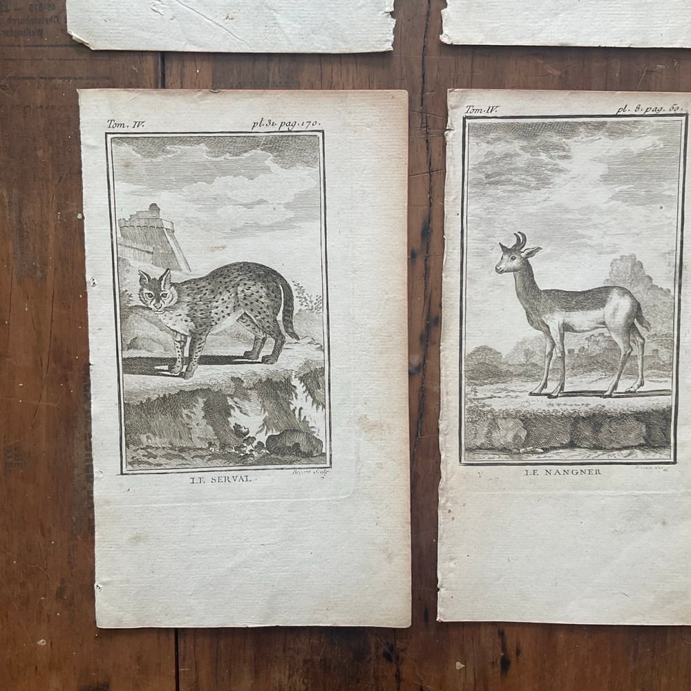 Image of French Natural History Pictures no.2