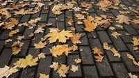 Image 1 of Fallen Leaves