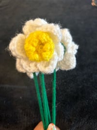 Image 1 of Daffodils