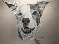 Image 4 of Charcoal Pet Portrait