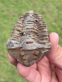 Image 1 of Trilobite Fossil #1482