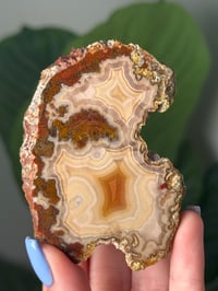 Image 2 of CREAMY LAGUNA AGATE WITH INSANE PARALAX AND MOSSY INCLUSIONS
