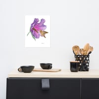 Image 4 of Rufous Hummingbird in Bloom- Poster Print