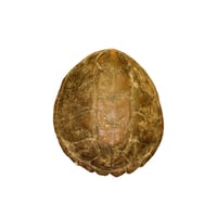 Real Common Snapping Turtle Shell