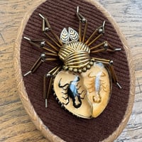 Image 1 of Specimen spider (b, 4x5  inches)