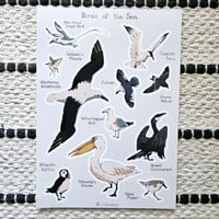 Birds of the Sea