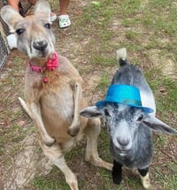 Image 6 of Bluey and Bingo’s Holiday Adventure, pony rides, meet and greet, photos 