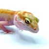 GIANT WHITE & YELLOW TANGERINE PASTEL RAPTOR H-011