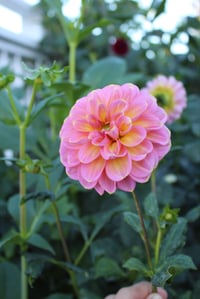 Image 1 of Sunny Rose
