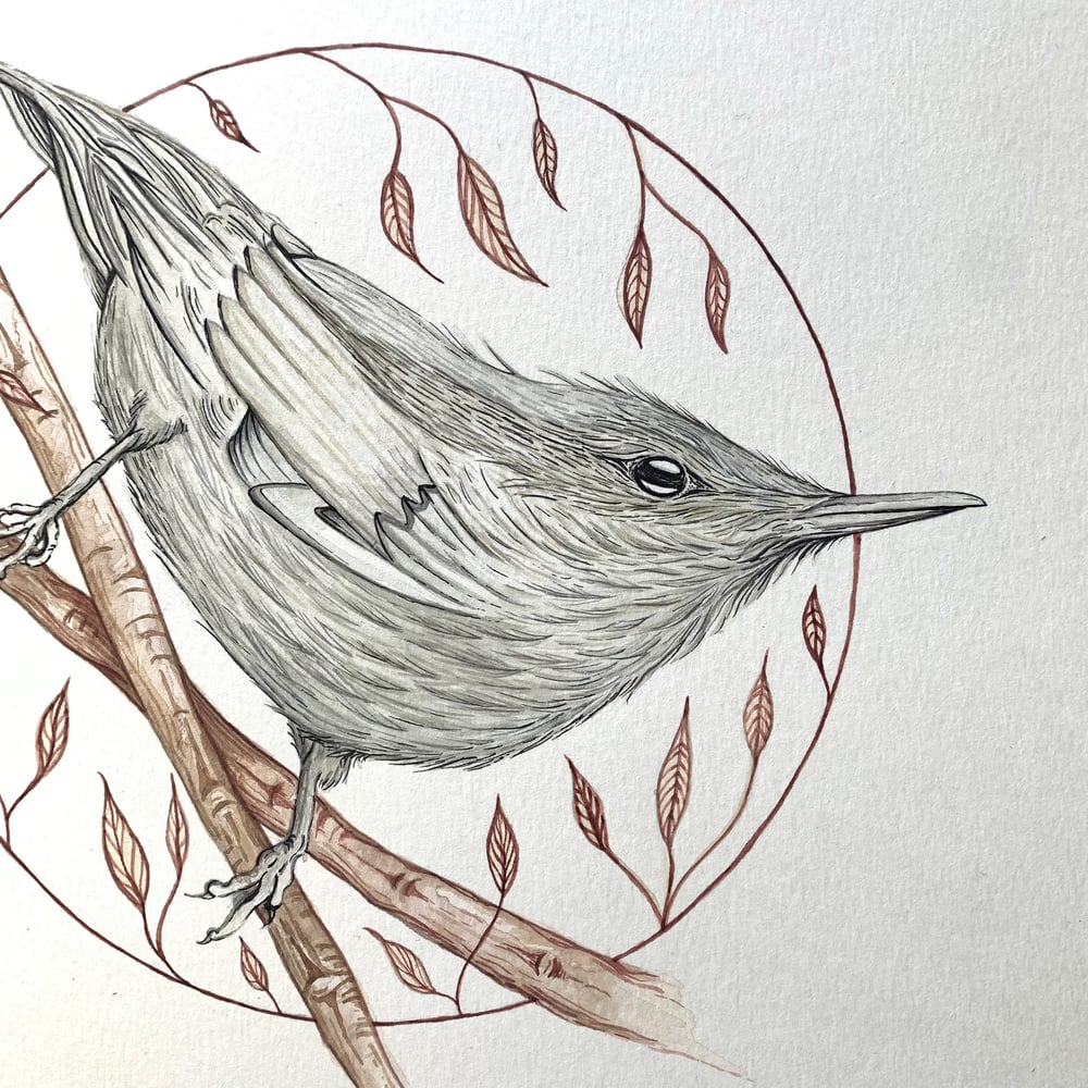 Image of ‘Curious’ Nuthatch Print