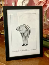 Skedlurk cochleari latesco (original artwork)