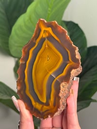 Image 2 of BLUE AND YELLOW CONDOR AGATE -ARGENTINA-
