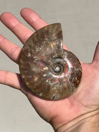 Image 15 of Purple Iridescent Ammonite Shell Fossil | Madagascar #3063