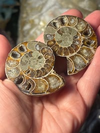 Ammonite pair 2 
