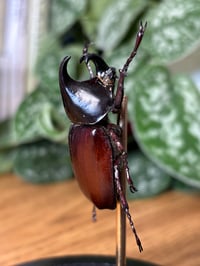 Image 3 of brown rhino beetle dome