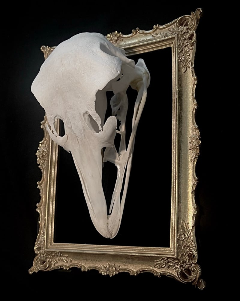Image of Ostrich Skull 
