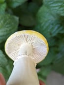 Image 5 of Ceramic Mushrooms