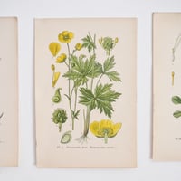 Image 3 of Planches Anciennes De Botanique En Couleurs