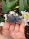 Image of HUGE Hand-Fabricated Hellebore Flower Ring (Semi-adjustable, finished in your size)