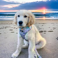 Image 3 of Cool Beans Collection - Adjustable Pet Harness