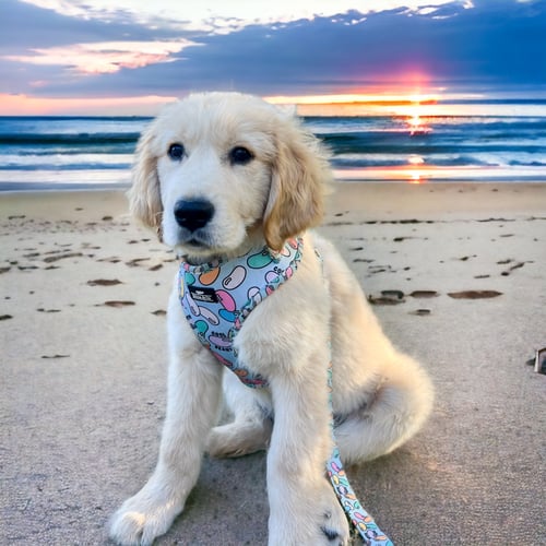 Image of Cool Beans Collection - Adjustable Pet Harness