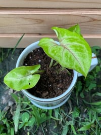 Image 3 of Arrowhead Vine in Vintage "Good Boy" Mug
