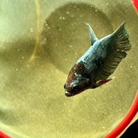 Image of Solid Copper Blue Black Lavender Male HMPK