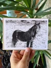 Image 4 of Portrait Greeting cards (Singles)