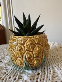 Image 1 of Fairy Washboard Succulent in Pineapple Pot