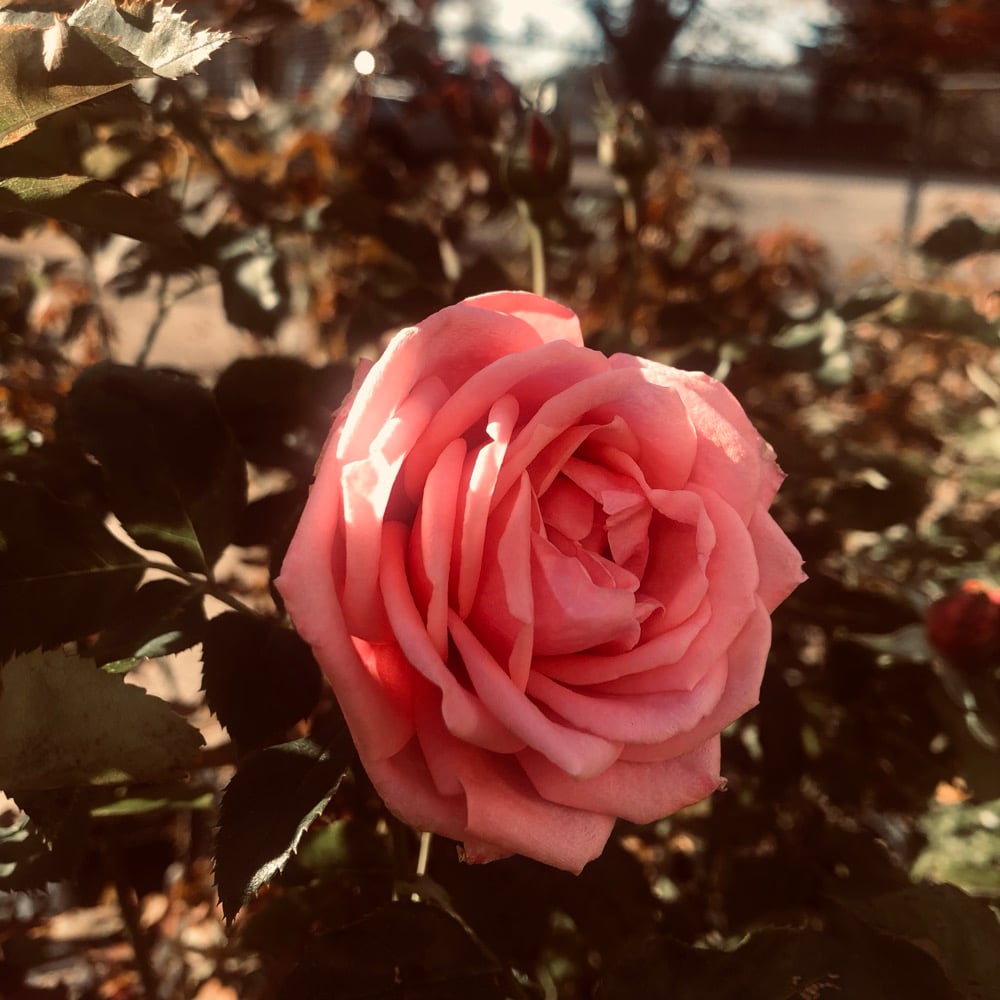 Image of the rose portal