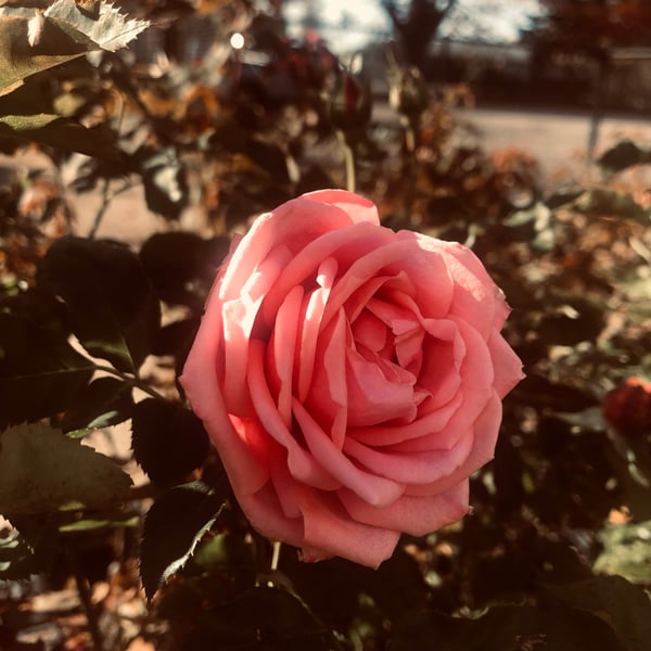 Image of the rose portal