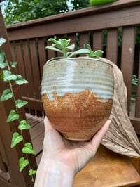 Image 1 of Ghost Echeveria in Aztec Tan Glazed Pot