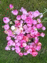 Image 3 of Ranunculus Corm - Specialty Cut Flower Varieties 