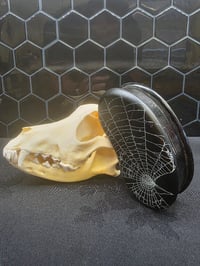 Image 4 of Beautiful Vintage Ebony wooden jewellery trinket Box & Preserved Web D