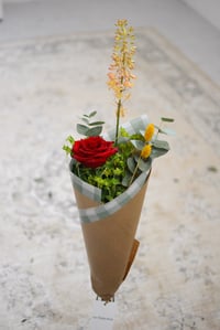 Image 2 of Rosa de Sant Jordi - La nostra preferida