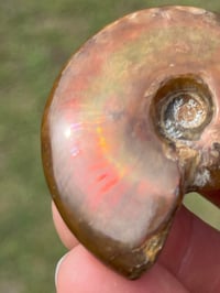 Image 3 of Rainbow Iridescent Ammonite Shell Fossil #2635