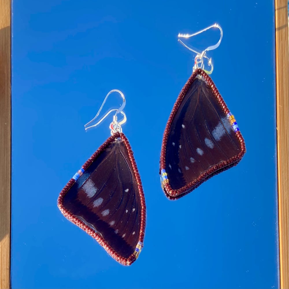 Image of Papilio nireus