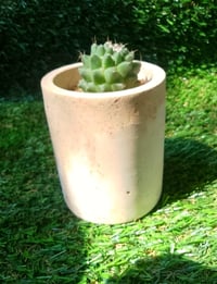 Image 1 of Organic Mammillaria Cylinder Large 