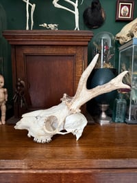 Image 2 of malformed roe deer large