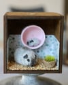 Pipe cleaner miniature guinea pigs with their magnetic wooden display