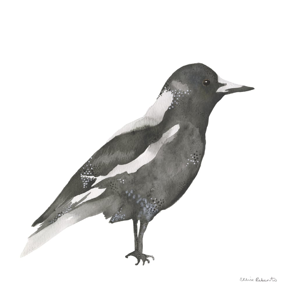 Image of Maggie Magpie 