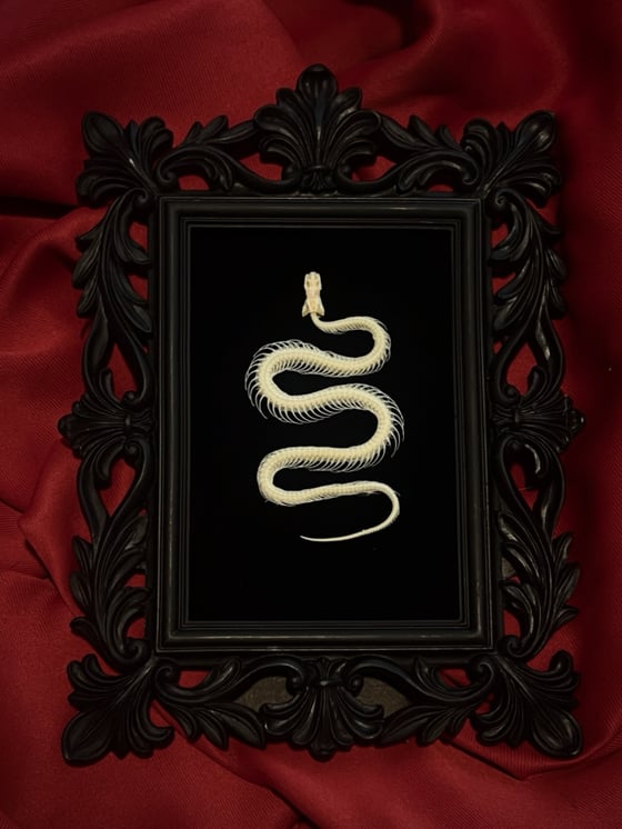 Image of Snake Skeleton 