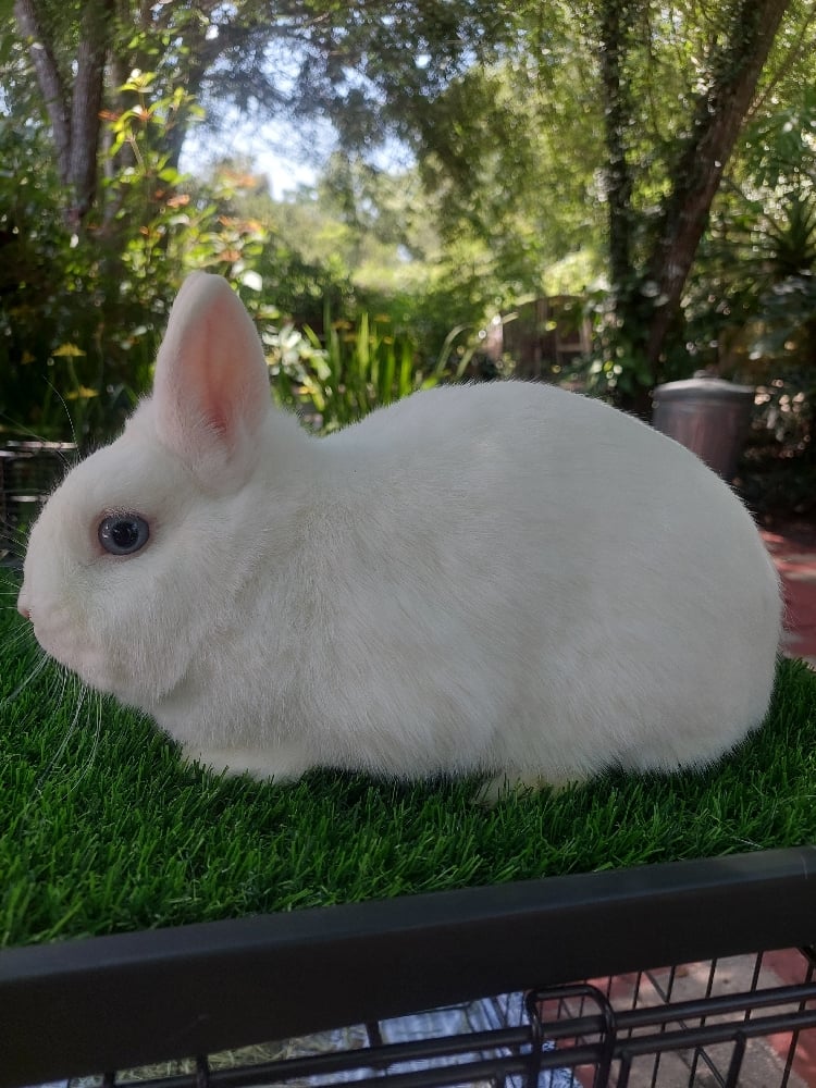 Image of Bluey (M)