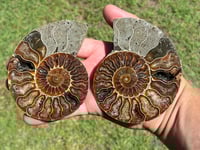 Image 7 of Ammonite Fossil Pair | Madagascar #2902