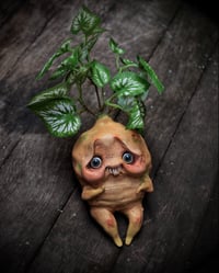 Image 1 of MAGIC MANDRAKE 